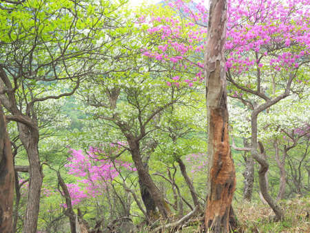 Yashio azalea blooming highland mountain forestの写真素材