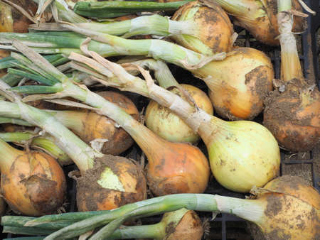 Onions immediately after harvestの写真素材