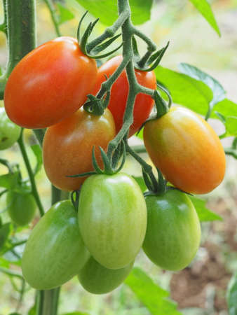 Fruited Mini Tomatoの写真素材