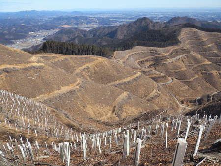 Felled slopes and tree-planting zonesの写真素材