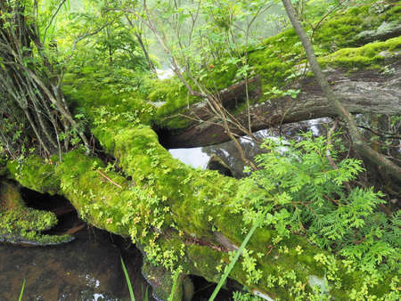 Fallen trees on the lake shoreの写真素材