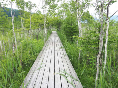 Prairie Tree Pathの写真素材