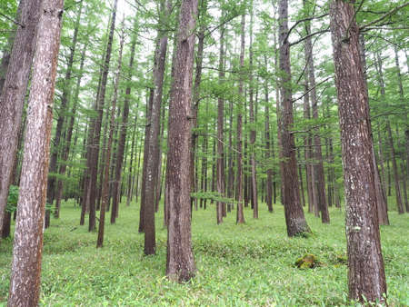 Highland Forestの写真素材