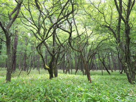 Highland Forestの写真素材