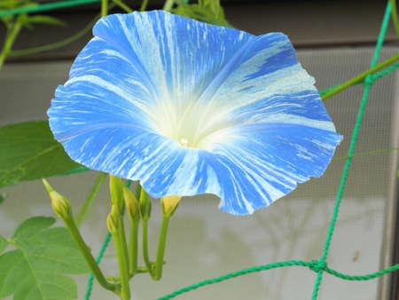 Morning gloryの写真素材