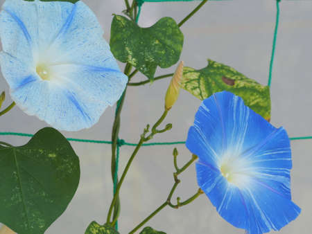Morning gloryの写真素材
