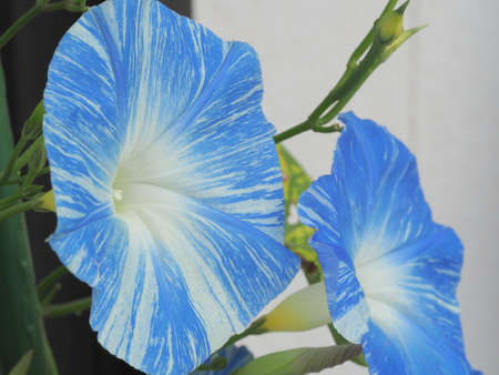 Morning glory
