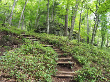 The Forest and Trail of Mt. Koshinの写真素材