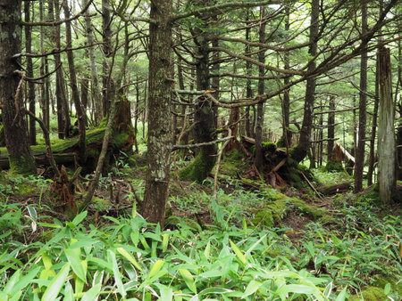 Forest near the summit of Koshinの写真素材