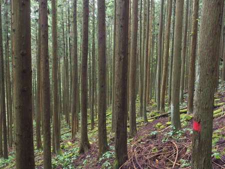 Afforestation zone of Shiobara Nature Research Roadの写真素材