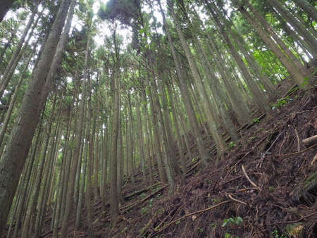 Afforestation zone of Shiobara Nature Research Roadの写真素材