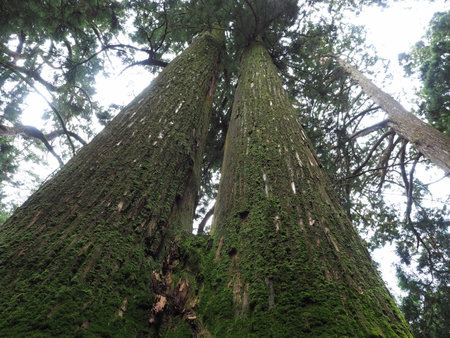Cedar Treeの写真素材