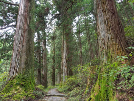 a walkway through a large cedar treeの写真素材