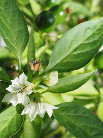 Capsicum Flower (Hot Cherry)の写真素材