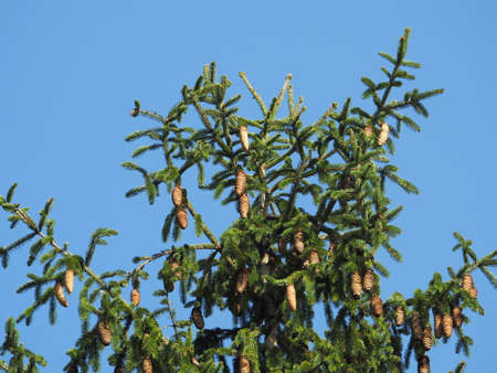 Fruited syllabissoの写真素材