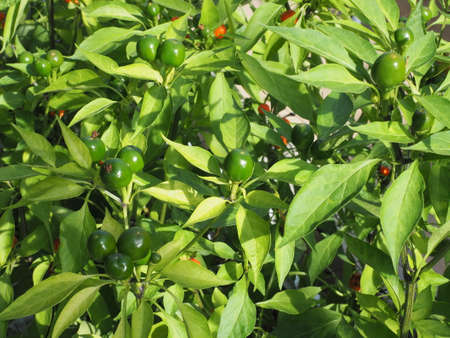 Capsicum (Hot Cherry)の写真素材