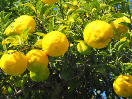 Yuzu harvestedの写真素材