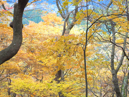 Low mountain autumn (around Nikko City)の写真素材