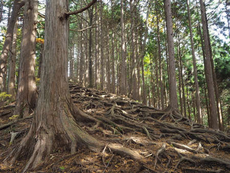 an exposed afforestation zone at the root of a treeの写真素材