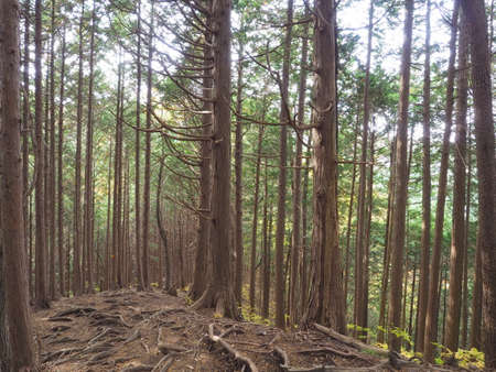 an exposed afforestation zone at the root of a treeの写真素材