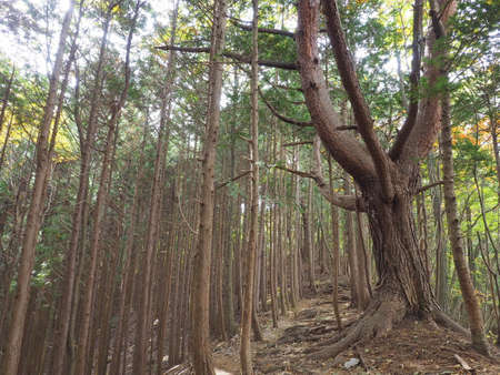 Mountain path through the afforestation zoneの写真素材