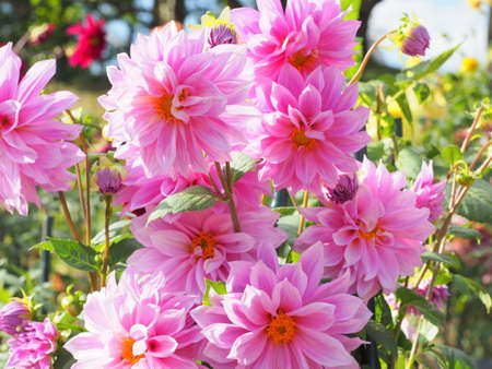 Dahlia flowersの写真素材