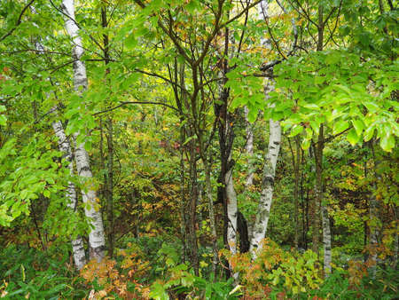 Autumn leaves of Norikura Highlandsの写真素材