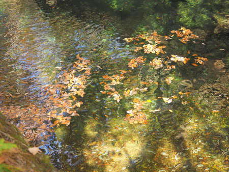 The floating waterside of deciduous leavesの写真素材