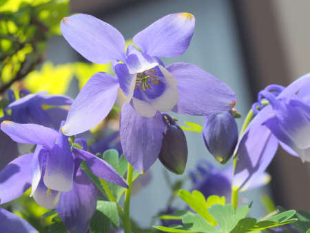 Aquilegiaの写真素材