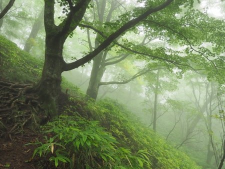 Kirifuri Highland Forestの写真素材