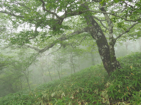 Kirifuri Highland Forestの写真素材