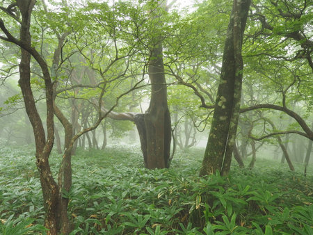 Kirifuri Highland Forestの写真素材