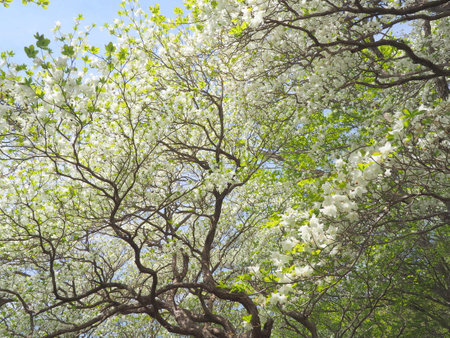 Forest near Happogahara blooming Shiroyashioの写真素材