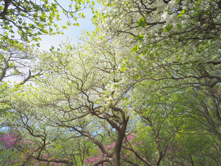 Forest near Happogahara blooming Shiroyashioの写真素材