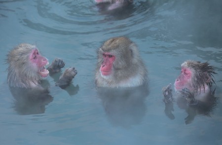 Japanese macaques taking a hot springの写真素材