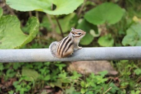 Chipmunkの写真素材