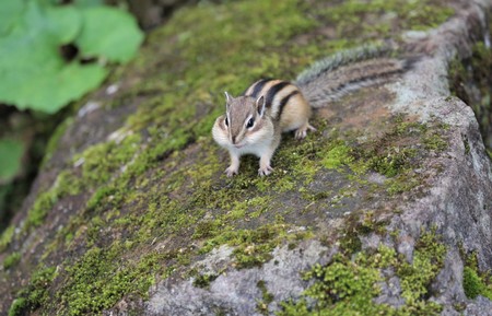 Chipmunk