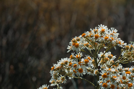 White river daisies