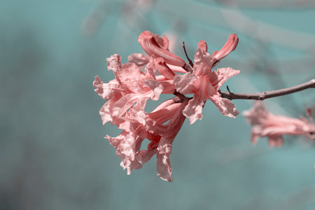 pink lapachoの写真素材