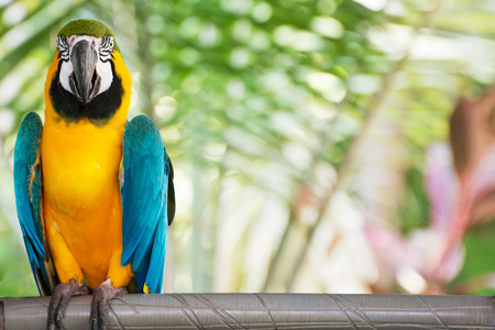 Macaw with blurred palm leaves in the backgroundの写真素材