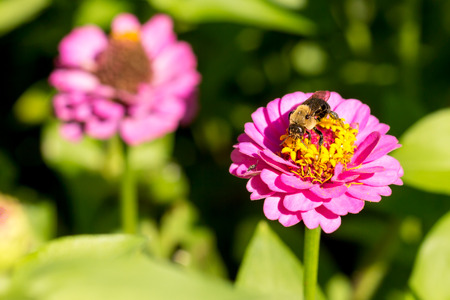 honey bee on purple red yellow pollen flower facing off smaller bug-3468の写真素材