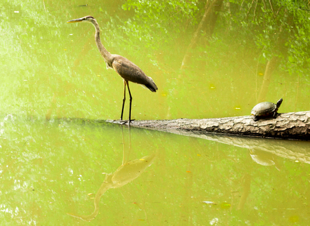 crane and turtle with reflectionの写真素材