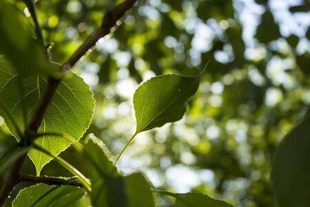 Green Leaf on a Tree