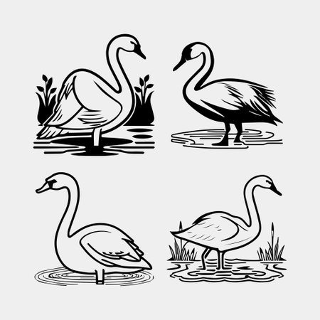 set of Black silhouette swan largest flying bird swim on water cartoon animal design flat vector illustration isolated on white backgroundのイラスト素材