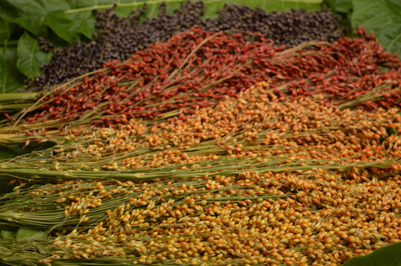 sorghum bicolor on leaf