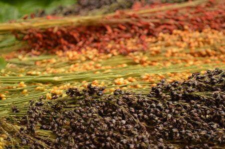 sorghum bicolor on leafの写真素材