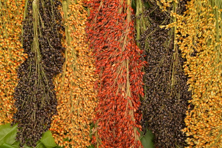 sorghum bicolor on green leafの写真素材