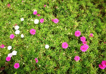 beautifully colored flowers that bloom for backgroundの写真素材