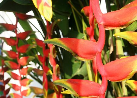 beautiful flower full of color and brilliance of Indonesiaの写真素材