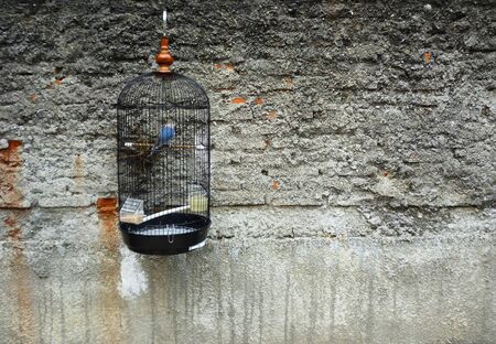 bird cage containing the birds love bird in hanging on the wallの写真素材